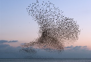 Photograph of starlings murmurating over West Pier, 91㽶Ƶ, by artist Christopher Stevens